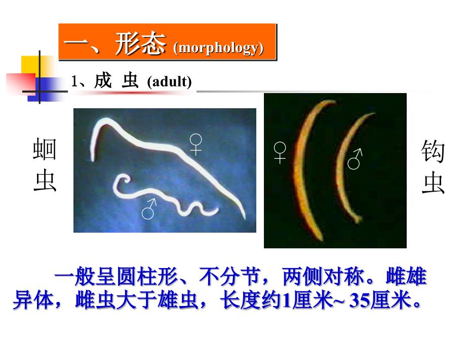 2022蛔虫鞭虫蛲虫钩虫_第3页