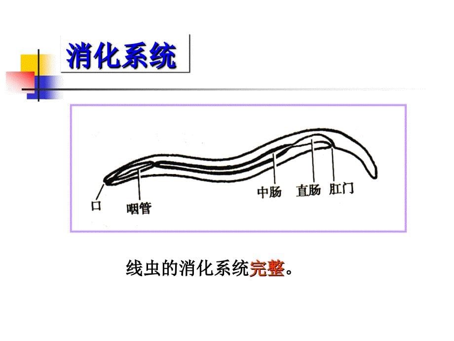 2022蛔虫鞭虫蛲虫钩虫_第5页