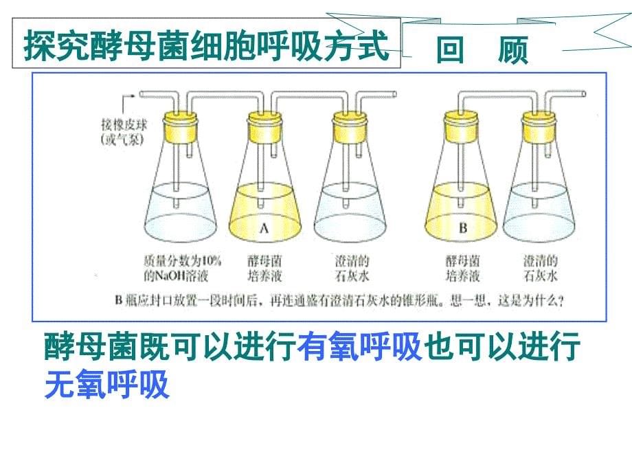 ATP的主要来源-细胞呼吸课件_第5页