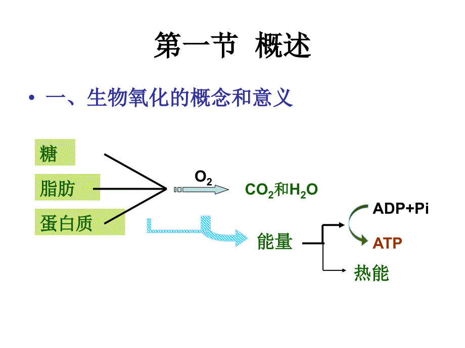 生物化学课件杨洋6生物氧化lg_第3页