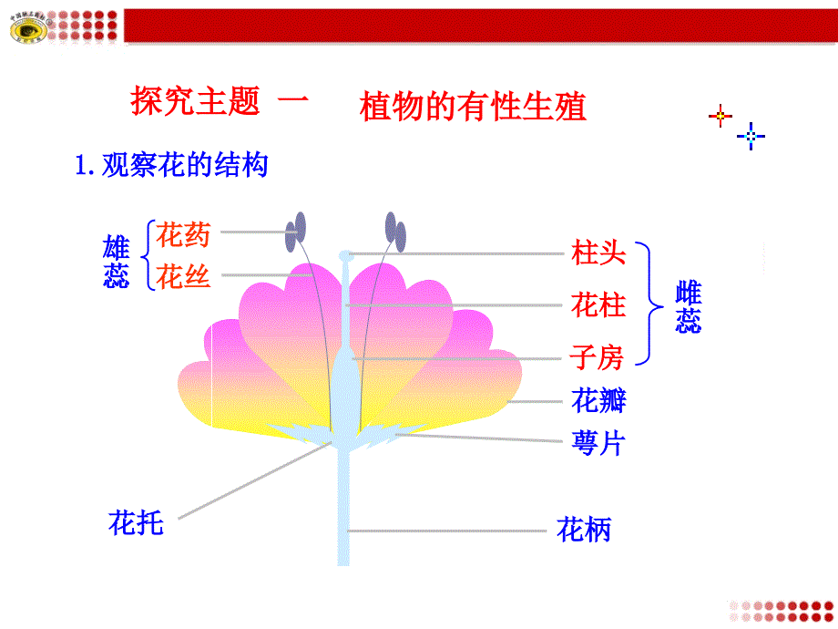 第一节植物的生殖精品教育_第4页