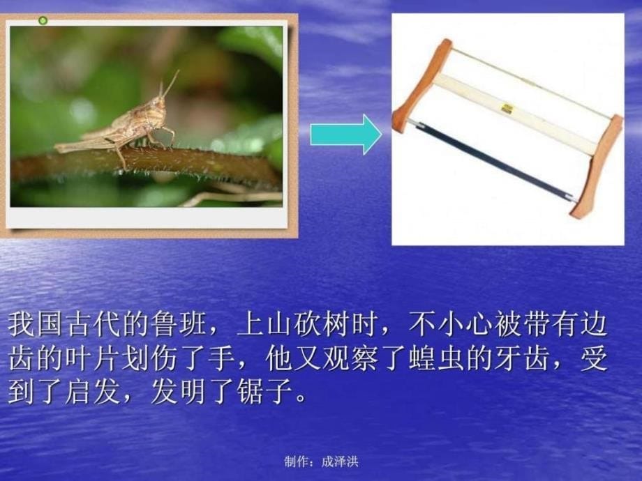 大自然的启示作文教学课件_第5页