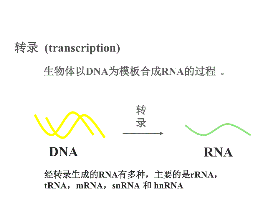 生物化学RNA的生物合成和加工_第2页