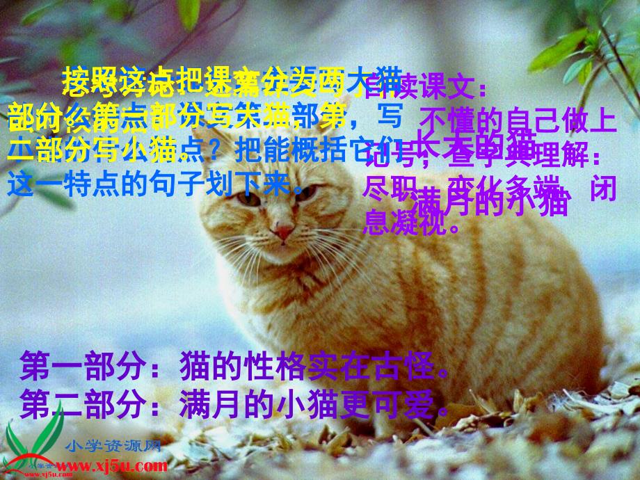 《猫》PPT课件_第4页