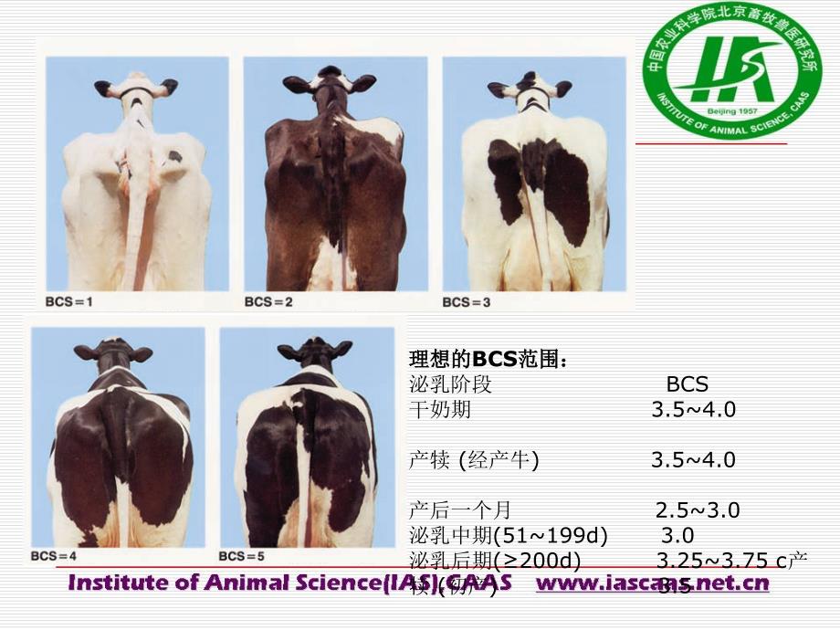 推荐NRC2001奶牛营养需要量评述_第4页