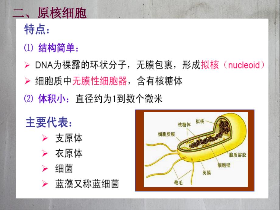 临床细胞的概念与分子基础_第4页