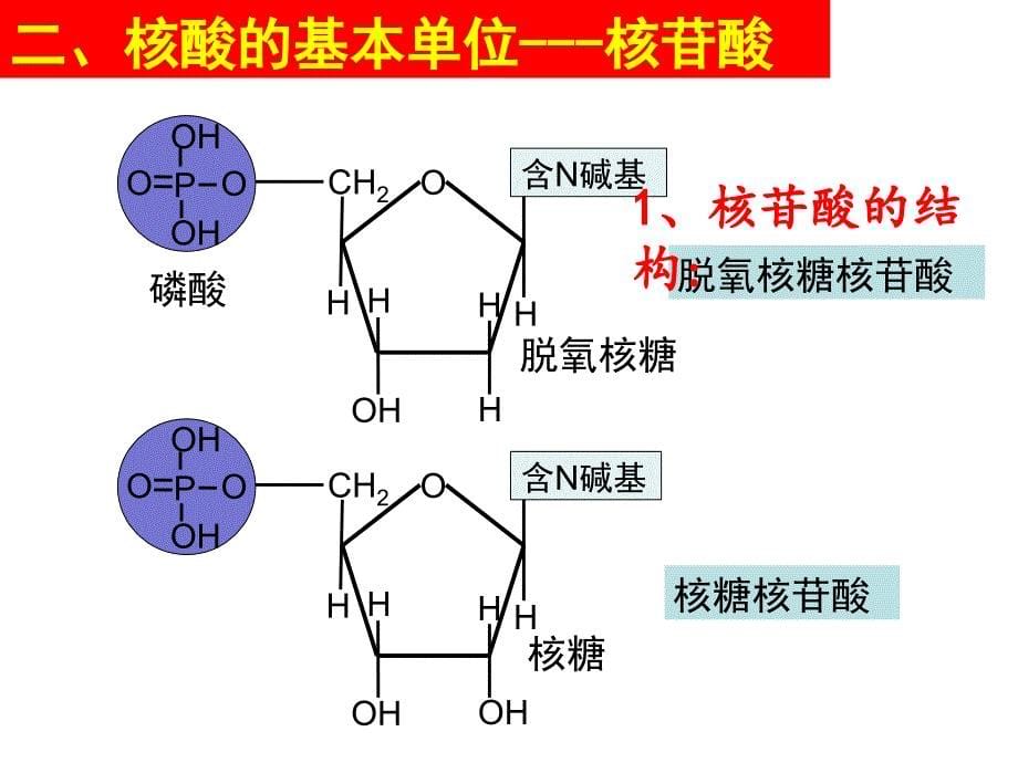 人教版高中生物必修一课件2.3 遗传信息的携带者核酸 (共24张PPT)_第5页