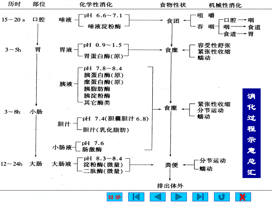 消化与吸收课件_第3页