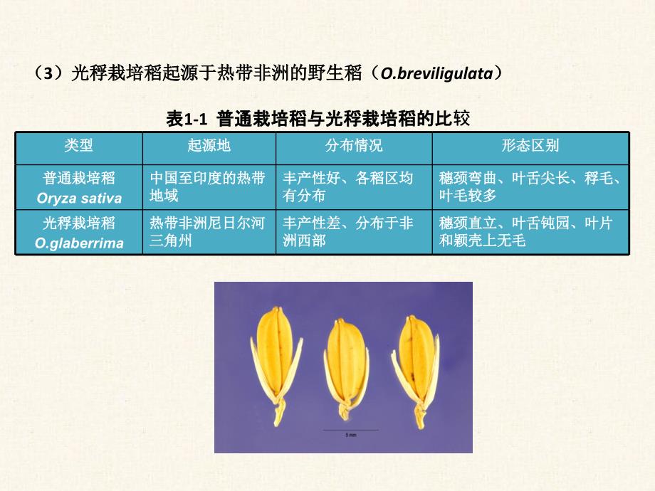 水稻栽培的生物学基础_第3页