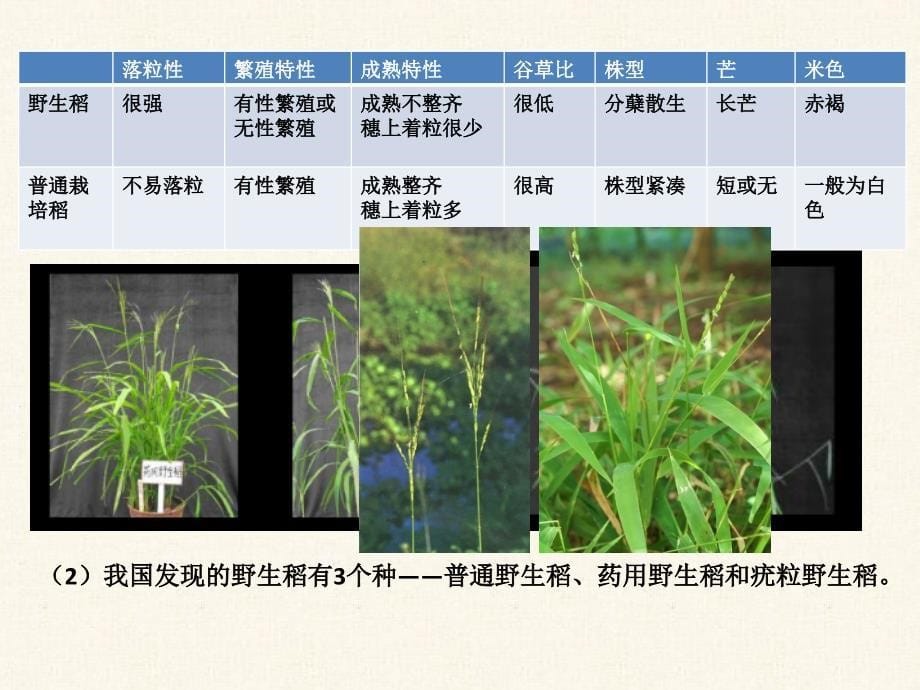 水稻栽培的生物学基础_第5页