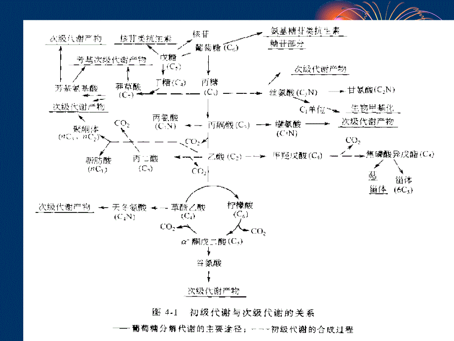 最新微生物药物的生物合成PPT课件_第2页