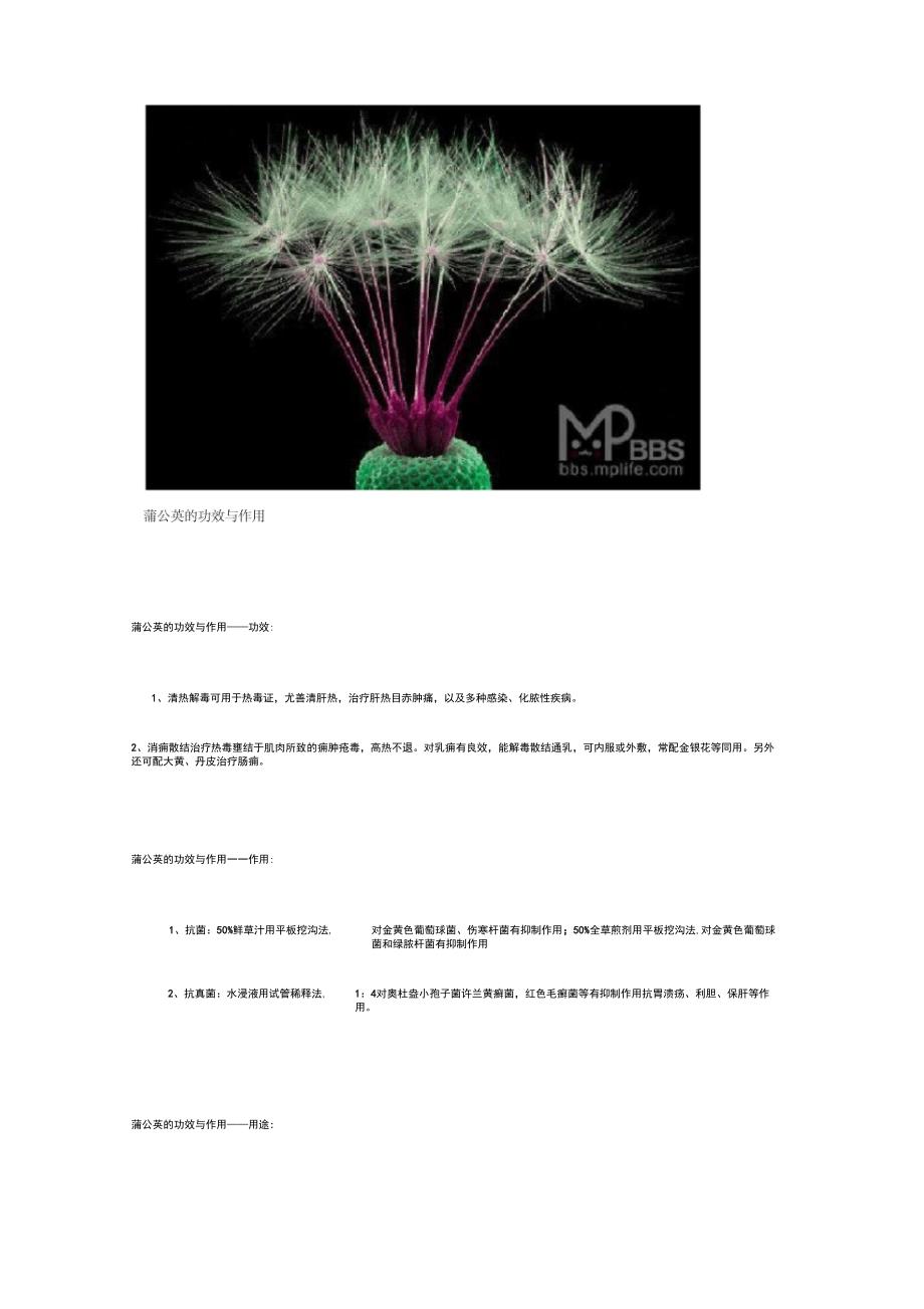 蒲公英的功效与作用_第3页