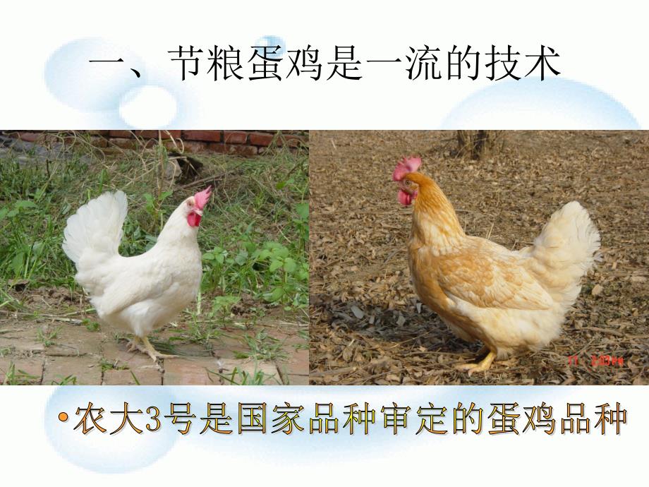 宁中华-高效蛋鸡养殖关键技术.ppt_第4页