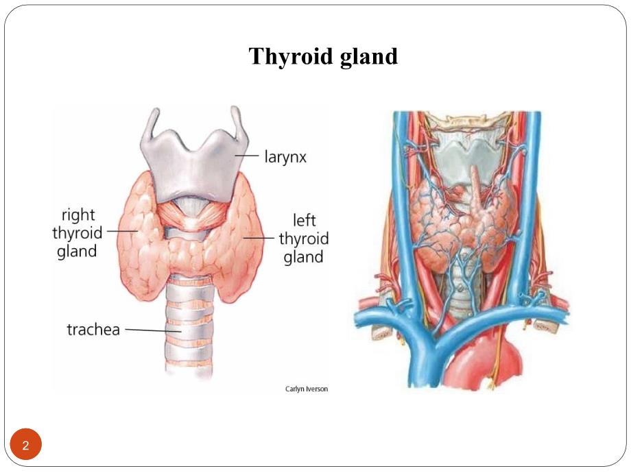 生理学教学课件：甲状腺_第2页