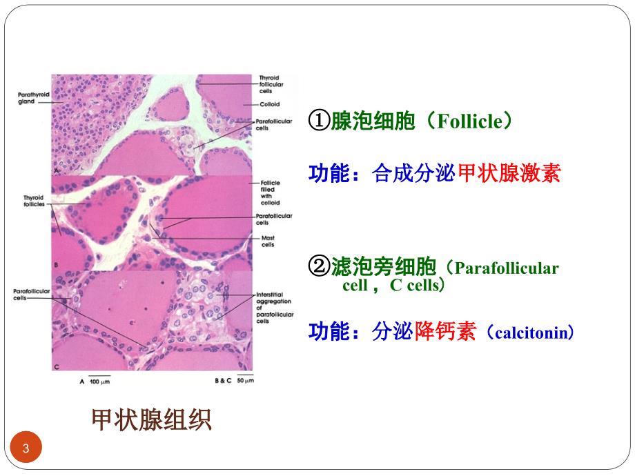 生理学教学课件：甲状腺_第3页