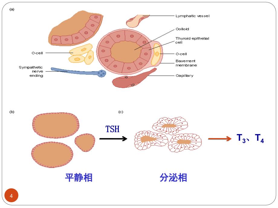 生理学教学课件：甲状腺_第4页