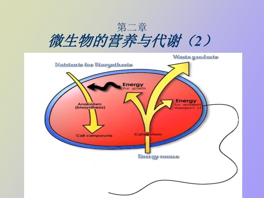 微生物营养和代谢_第1页