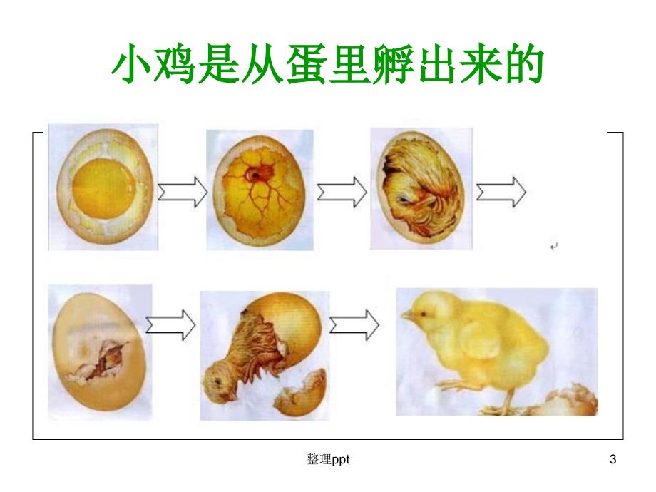 谁的宝宝胎生动物和卵生动物1_第3页