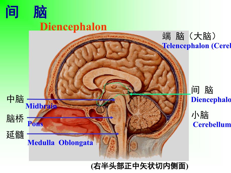 系统解剖学实验：中枢神经系统（实验课件）_第1页