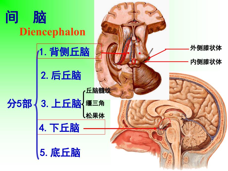 系统解剖学实验：中枢神经系统（实验课件）_第3页