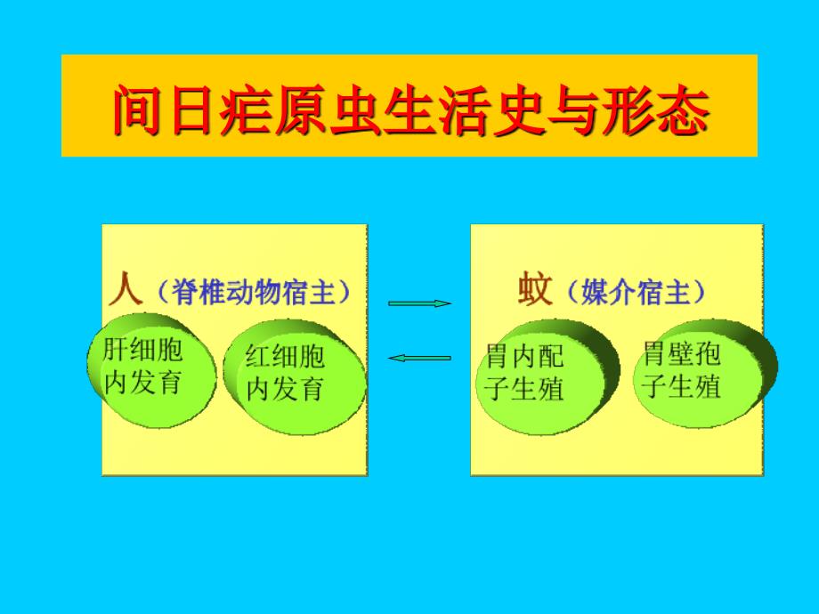 疟原虫生活史优秀课件_第3页