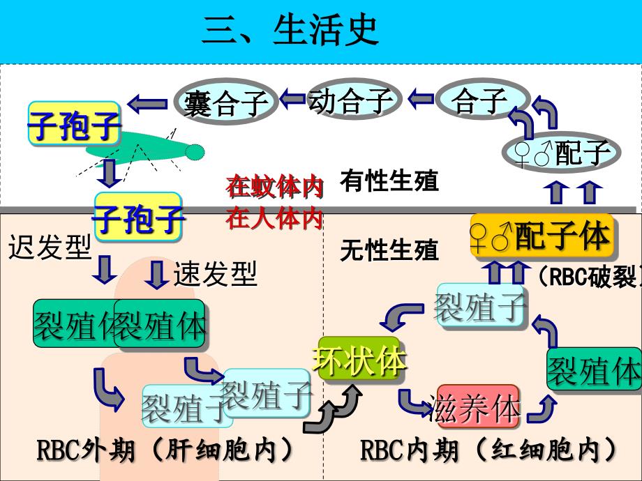 疟原虫生活史优秀课件_第4页