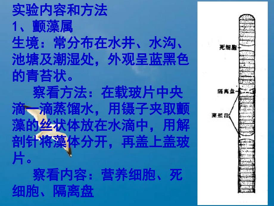 实验十二藻类植物一实验目1通过对代表植物观察掌握藻类ppt课件_第4页