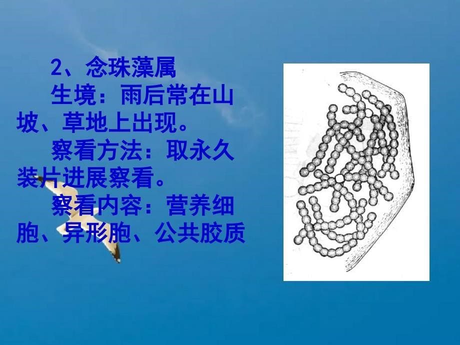 实验十二藻类植物一实验目1通过对代表植物观察掌握藻类ppt课件_第5页