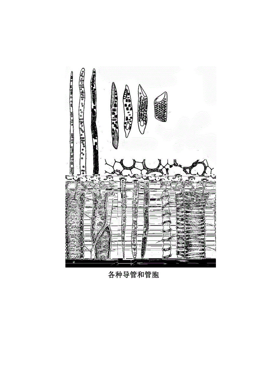 各种导管和管胞_第1页