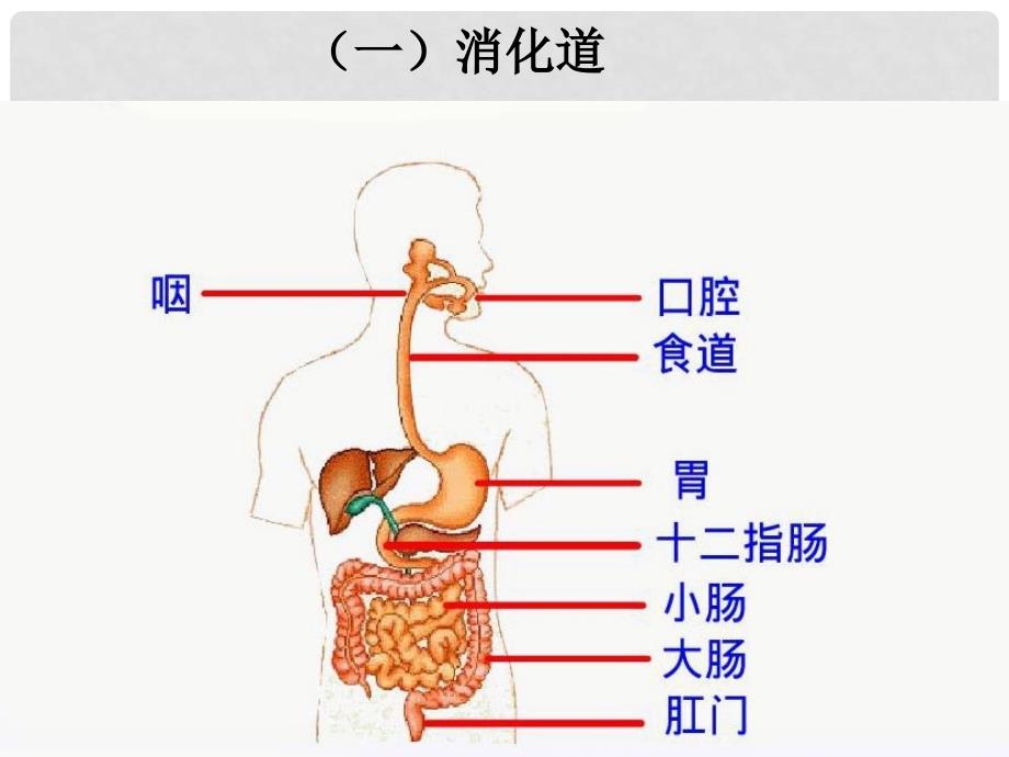 七年级生物下册 第三单元 第二章 第二节 消化和吸收课件 （新版）济南版_第3页