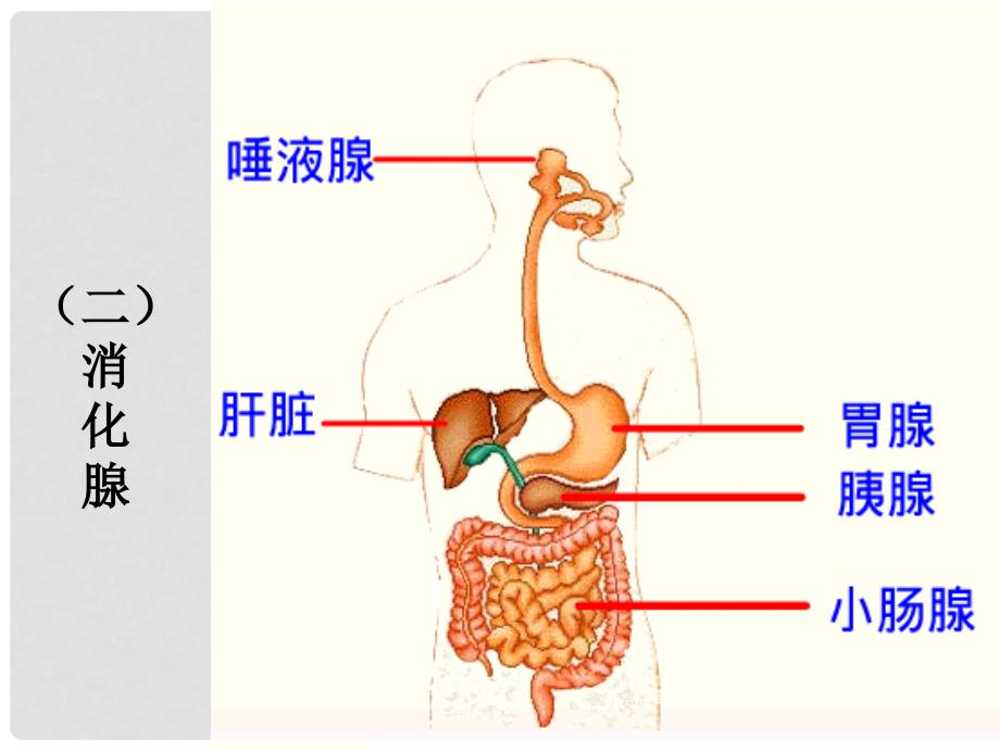 七年级生物下册 第三单元 第二章 第二节 消化和吸收课件 （新版）济南版_第4页