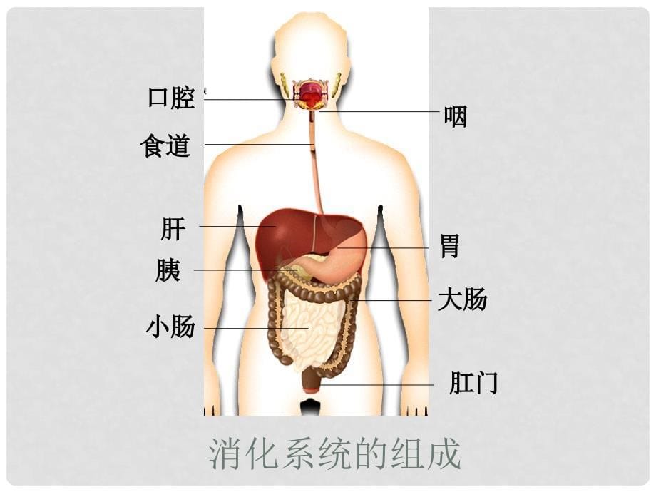 七年级生物下册 第三单元 第二章 第二节 消化和吸收课件 （新版）济南版_第5页