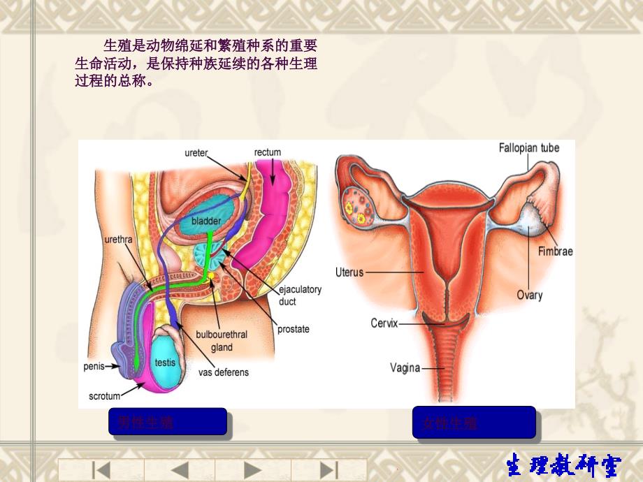 生理学生殖系统ppt课件_第3页