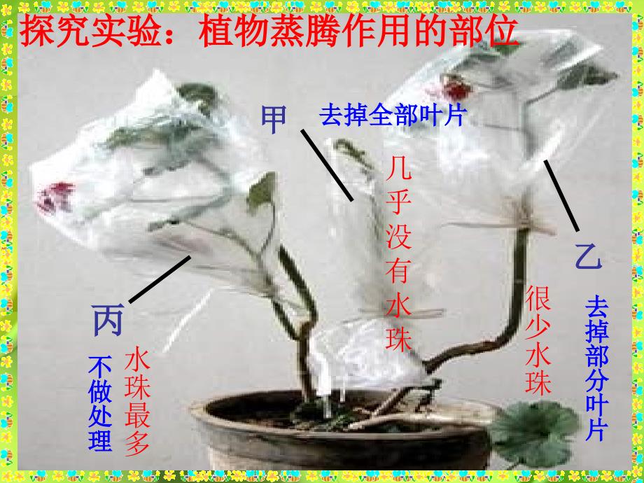 绿色植物的蒸腾作用ppt课件_第4页