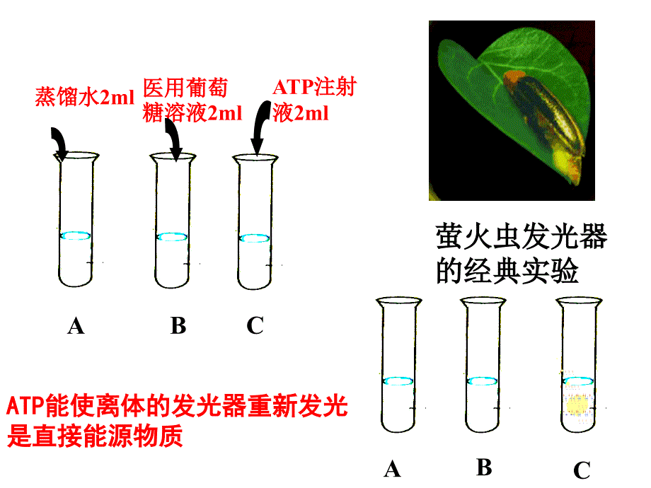 ATP和细胞呼吸_第4页