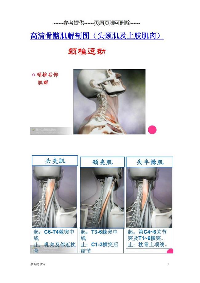 高清骨骼肌解剖图(头颈肌及上肢肌肉)（优推材料）