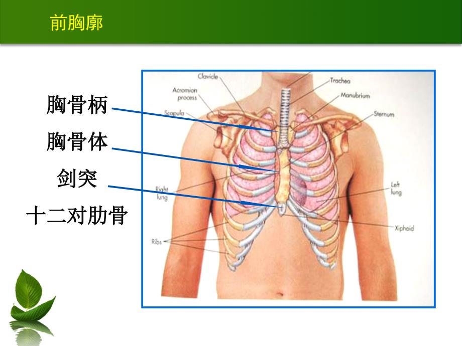 胸肺检查(0926)_第3页