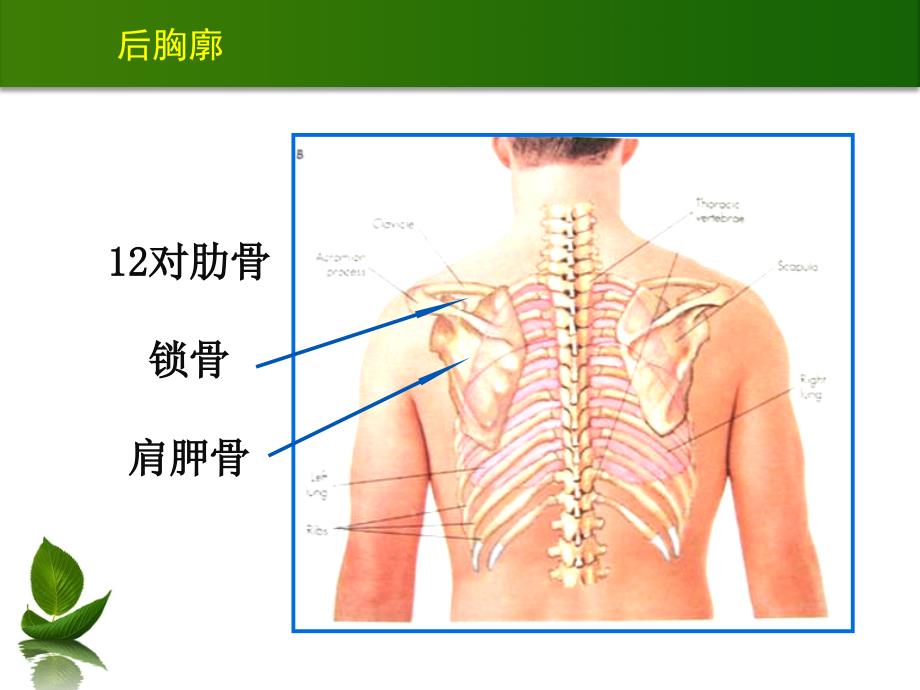 胸肺检查(0926)_第4页