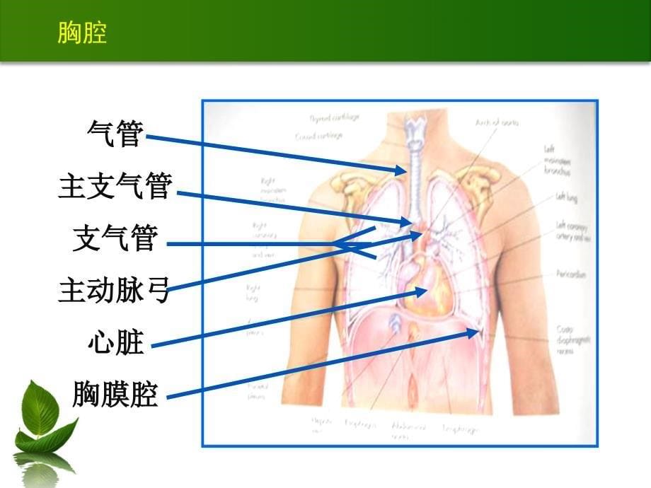 胸肺检查(0926)_第5页