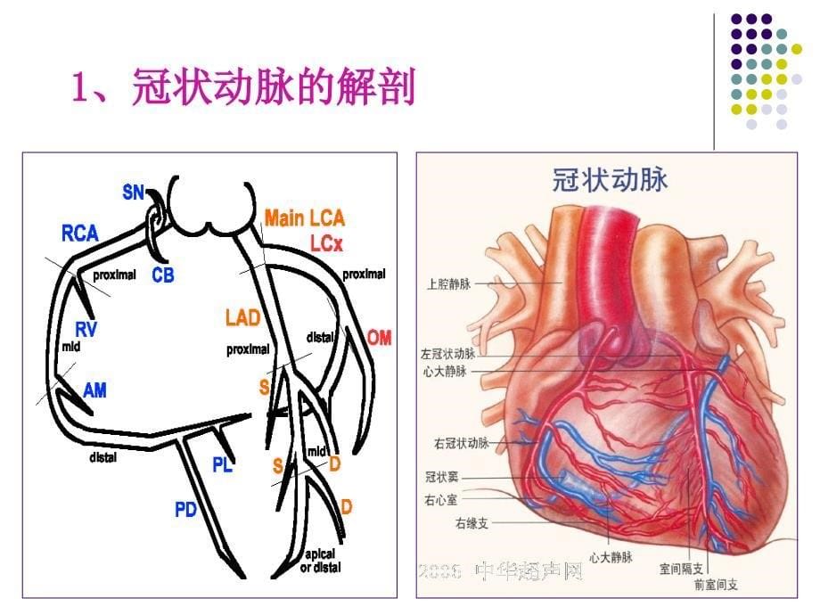 冠状动脉粥样硬化性_第5页