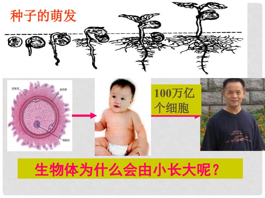 七年级生物上册 第二单元 第二章 第一节 细胞通过分裂产生新细胞课件1 （新版）新人教版_第2页