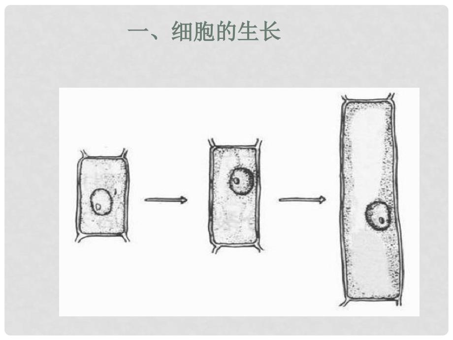 七年级生物上册 第二单元 第二章 第一节 细胞通过分裂产生新细胞课件1 （新版）新人教版_第3页