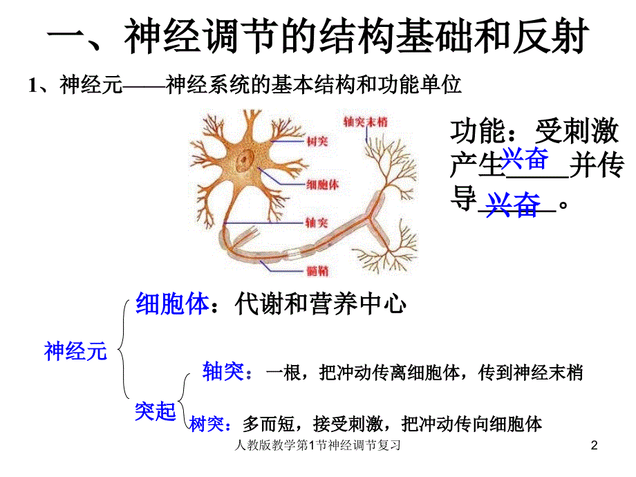 人教版教学第1节神经调节复习课件_第2页