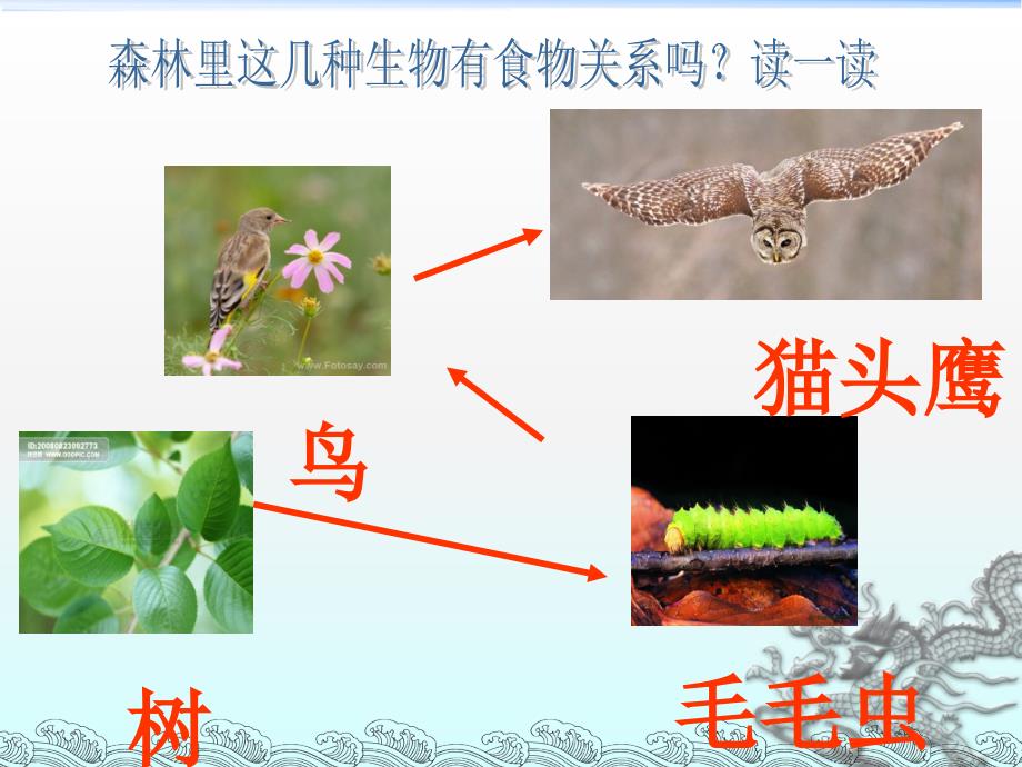 五年级上册科学课件1.5食物链和食物网教科版共11张PPT_第4页