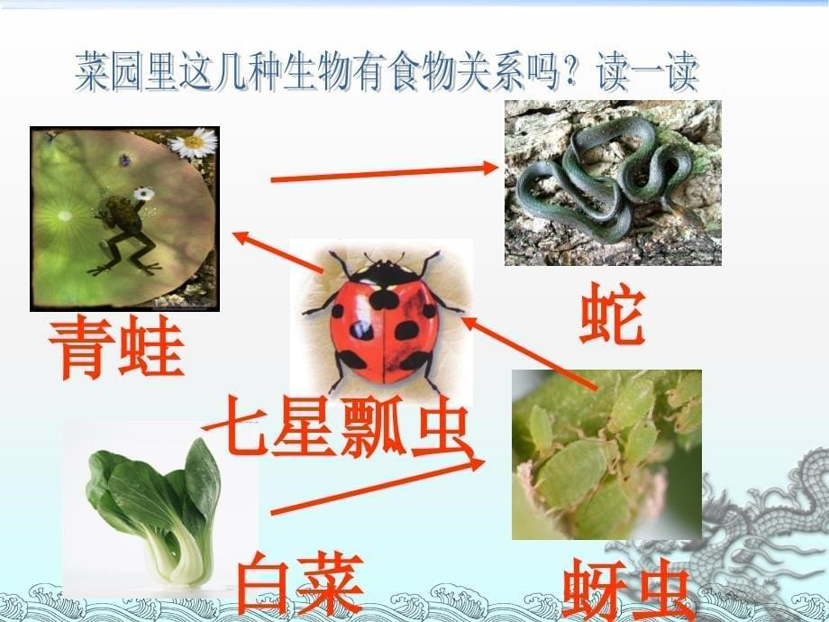 五年级上册科学课件1.5食物链和食物网教科版共11张PPT_第5页