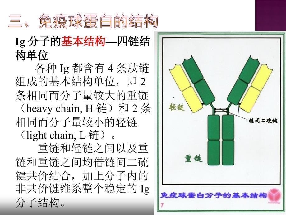 免疫球蛋白刘丕菊_第5页