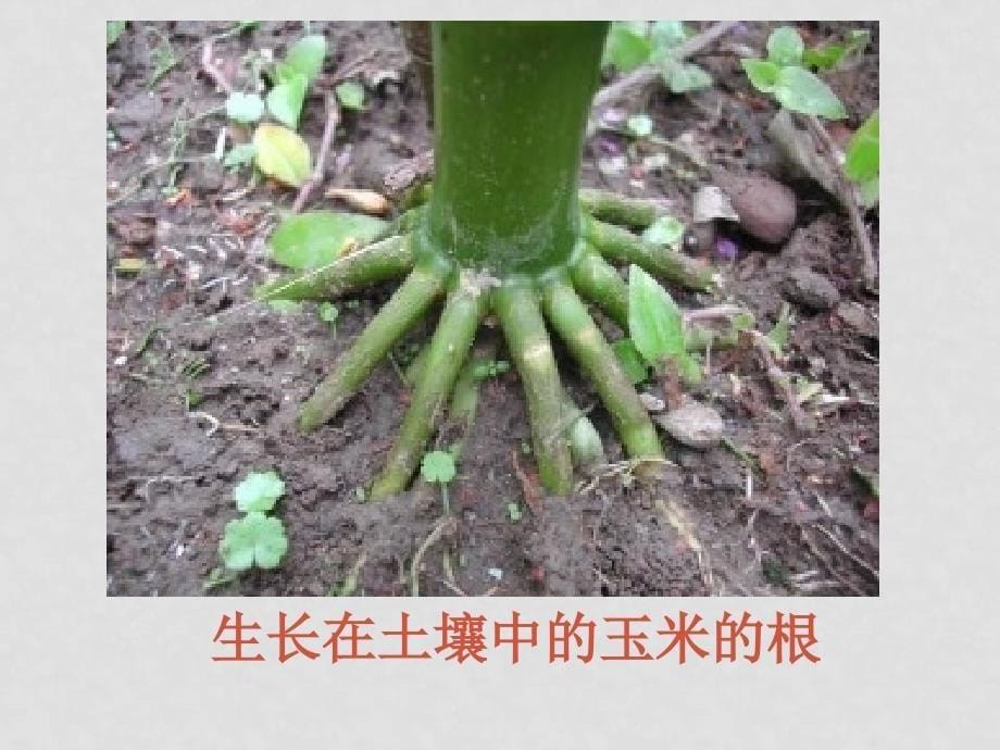 七年级生物 植物生长需要的水和无机盐 课件浙教版_第5页