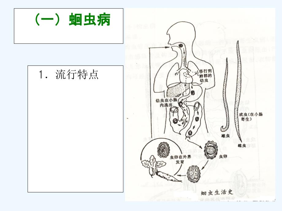 学前儿童常见寄生虫病的防治_第3页