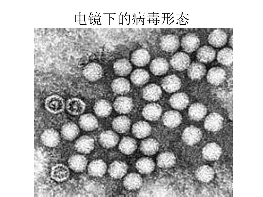 肠道病毒感染病例标本的处理、细胞接种和观察_第3页