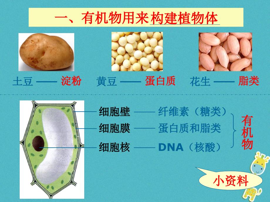 七年级生物上册 第三单元 第四章 绿色植物是生物圈中有机物的制造者（绿色植物对有机物的利用） （新版）新人教版_第4页